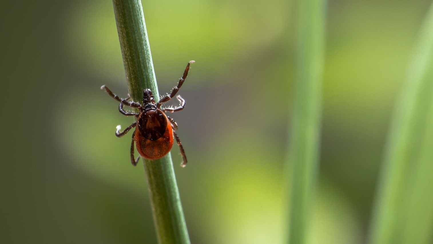 Assessing the Risk of Lyme Disease